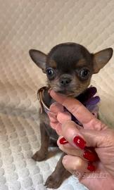 Cucciola di Chihuha Blu con pedigree