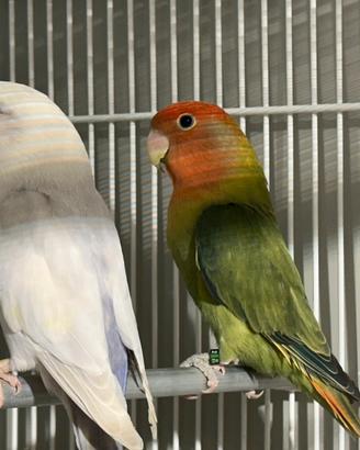 Inseparabili