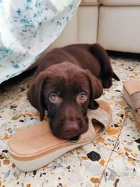 Cuccioli di LABRADOR con Pedigree