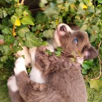 Cucciolo border collie con pedigree colore blu
