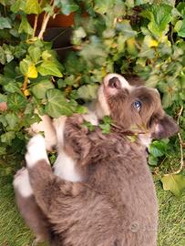 Cucciolo border collie con pedigree colore blu