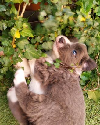 Cucciolo border collie con pedigree colore blu