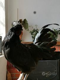 Ayam Cemani