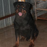 Rottweiler
