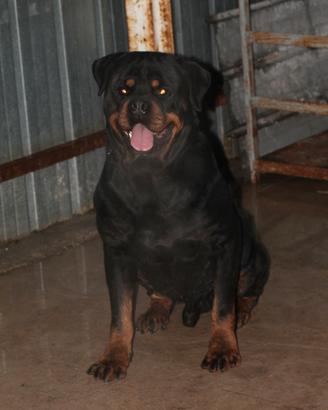 Rottweiler