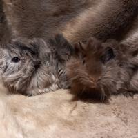 Cuccioli Cavie di razza peruviana