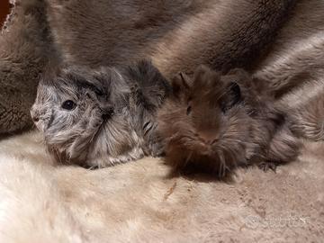 Cuccioli Cavie di razza peruviana