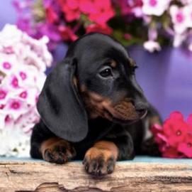 Bassotti cuccioli kaninchen