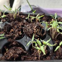 Pomodorini Datterini italiani