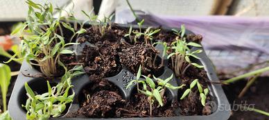 Pomodorini Datterini italiani