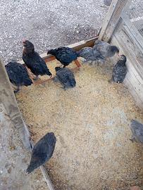 Pulcini Araucana Egger