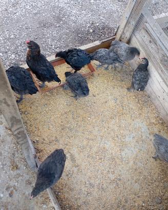 Pulcini Araucana Egger