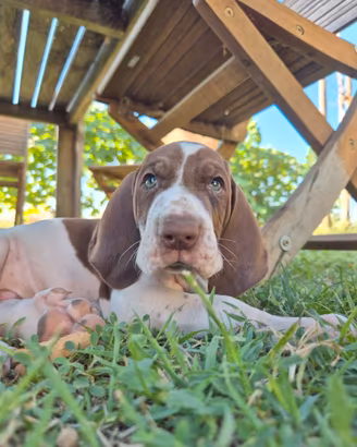 ‼️CUCCIOLO BRACCO ITALIANO ‼️