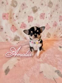 Chihuahua femmina con pedigree enci
