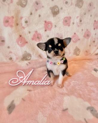 Chihuahua femmina con pedigree enci