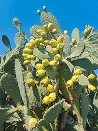 Opuntia Cristalina (Fico d'India messicano raro)