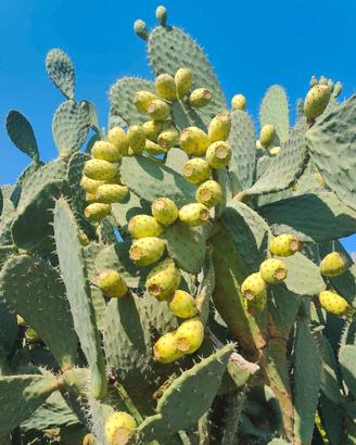 Opuntia Cristalina (Fico d'India messicano raro)