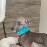 Piccolo levriero italiano accoppiamento