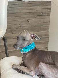 Piccolo levriero italiano accoppiamento