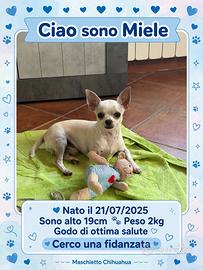 Chihuahua per accoppiamento