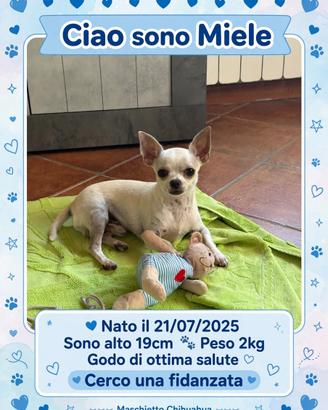 Chihuahua per accoppiamento