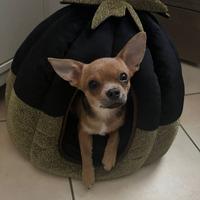 Cucciola Chihuahua Cioccolato Pedigree