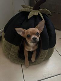 Cucciola Chihuahua Cioccolato Pedigree