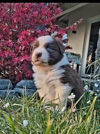 Cuccioli pastore australiano pedigree enci