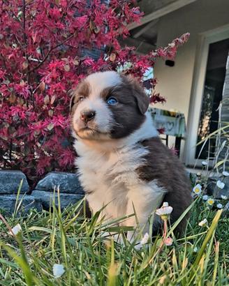 Cuccioli pastore australiano pedigree enci