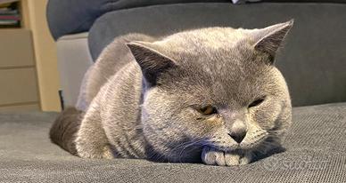 British Shorthair