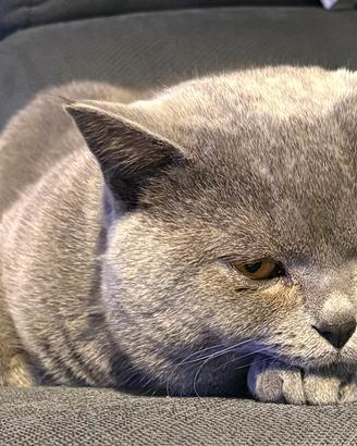 British Shorthair