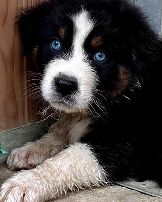 Cuccioli Australian shepherd occhi blu
