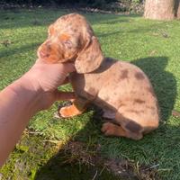 Bassotti Arlecchino-Cioccolato maschi