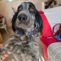 Artu meraviglio setter inglese per adozione