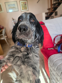 Artu meraviglio setter inglese per adozione