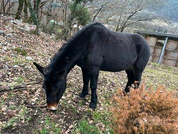 Mula 30 mesi da domare