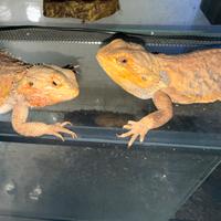 Coppia di draghi barbuti dolcissimi