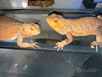 Coppia di draghi barbuti dolcissimi