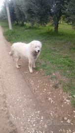 Cucciolone pastore dei pirenei