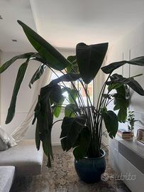 Strelitzia