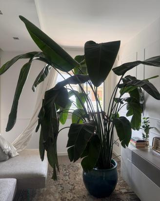 Strelitzia