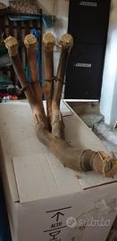 collettori R6 2006 