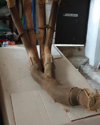 collettori R6 2006 