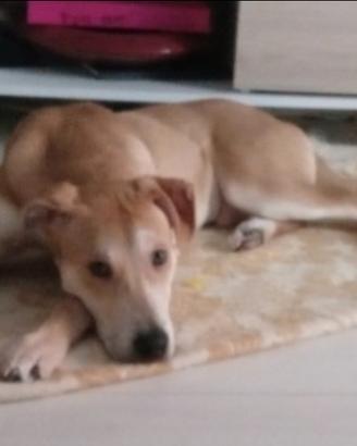 Ares 2anniURGE TROVARE ADOZIONE.MILANO LORENTEGGIO