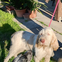 Spinone italiano