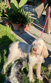 Spinone italiano
