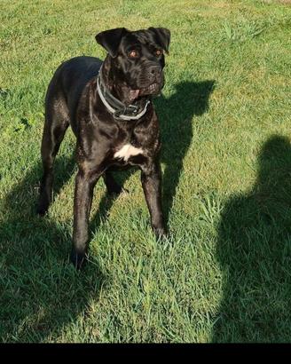 cane corso