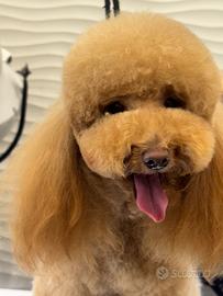 Disponibile per Monta