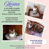 Teneri gatti in adozione, WEINE e UANA