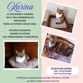 Teneri gatti in adozione, WEINE e UANA